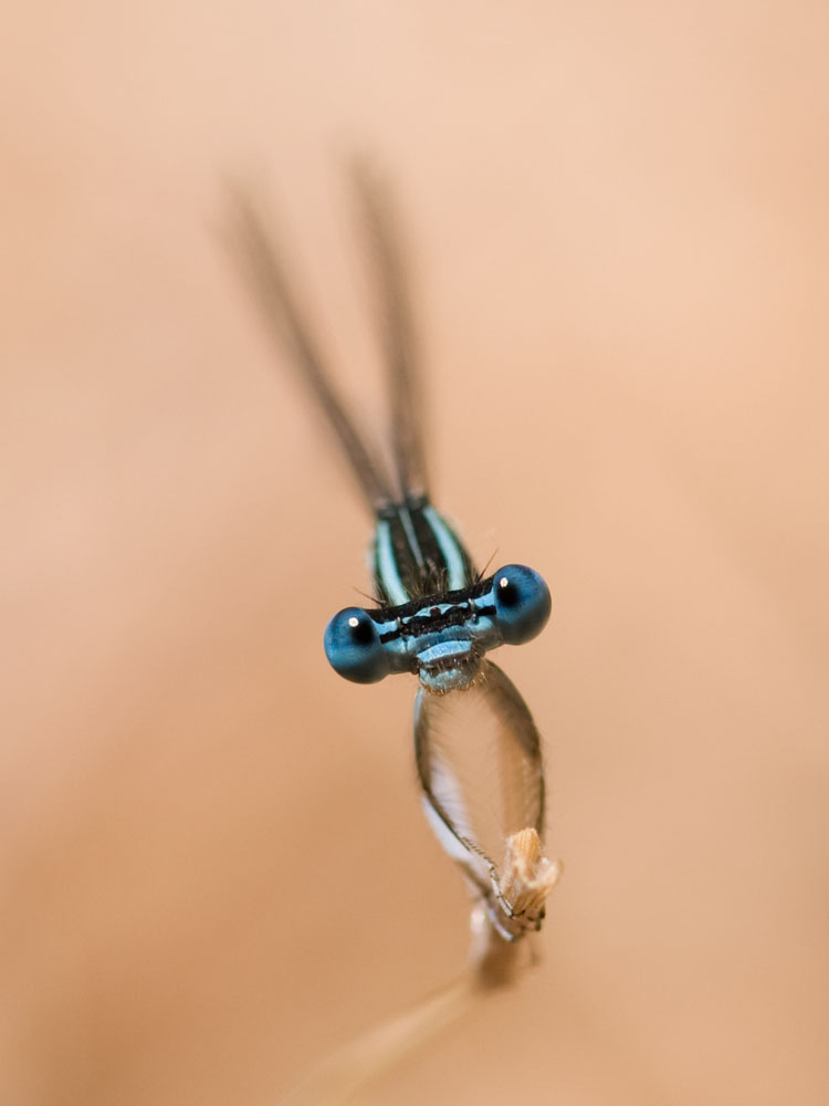 Platycnemis pennipes